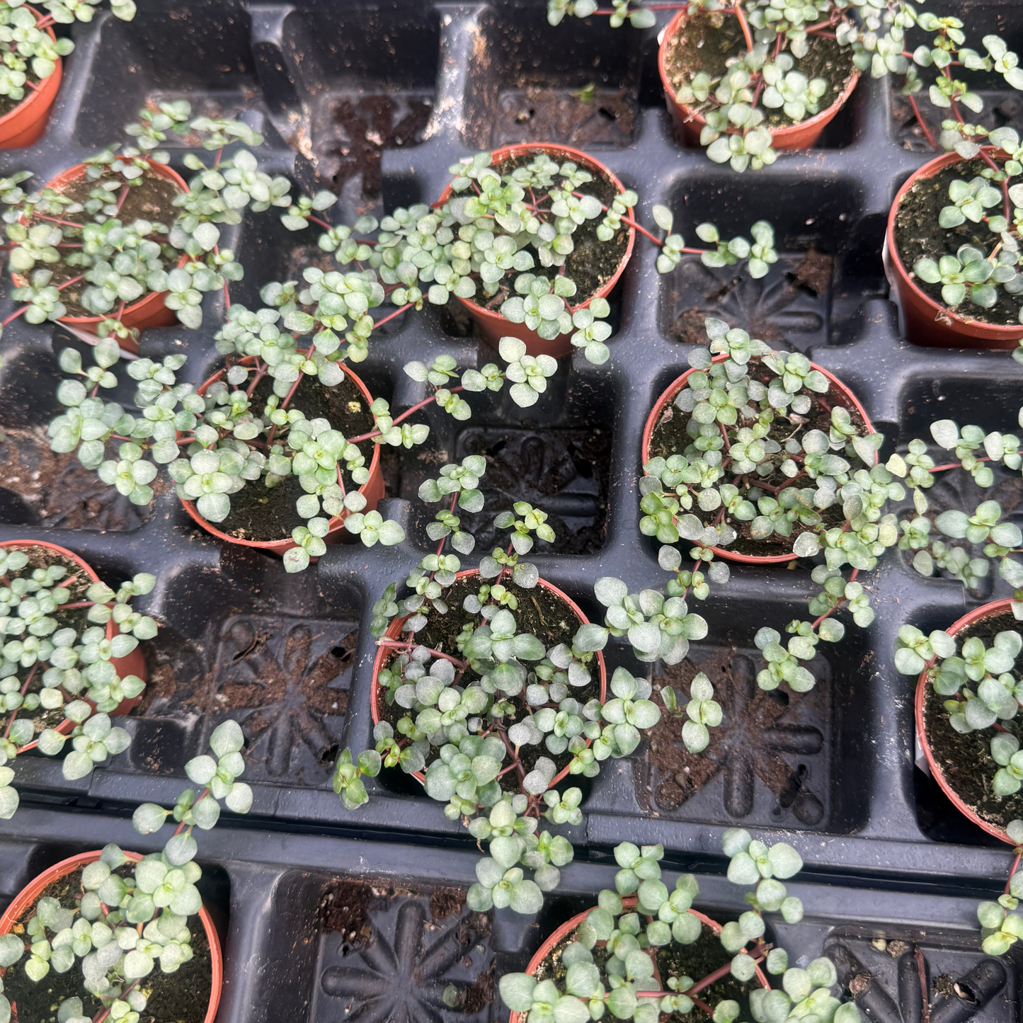 Pilea aquamarine