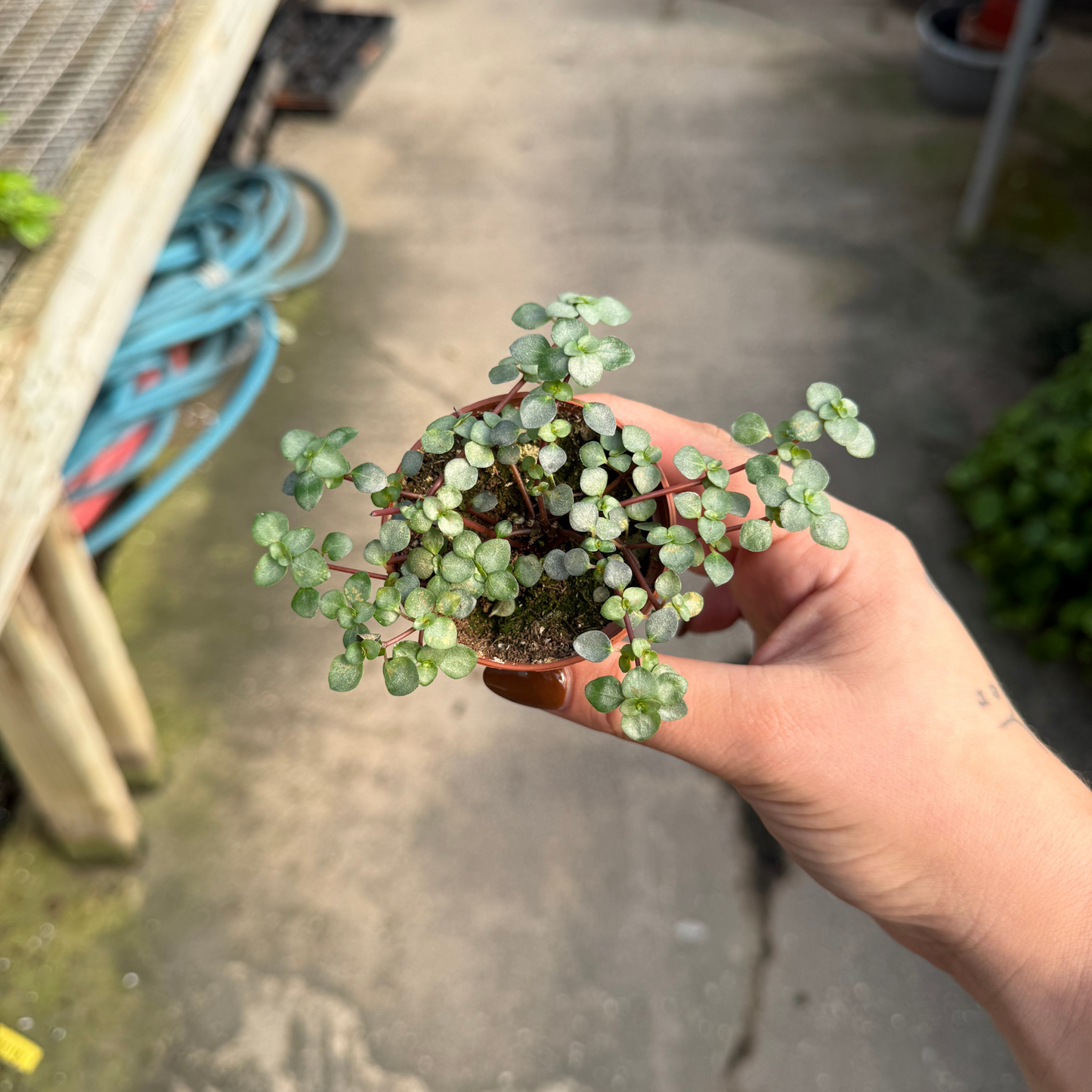 Pilea aquamarine