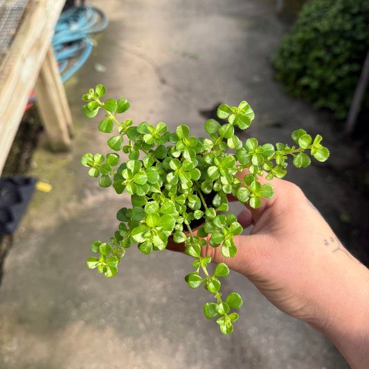Pilea depressa 'English Baby Tears'