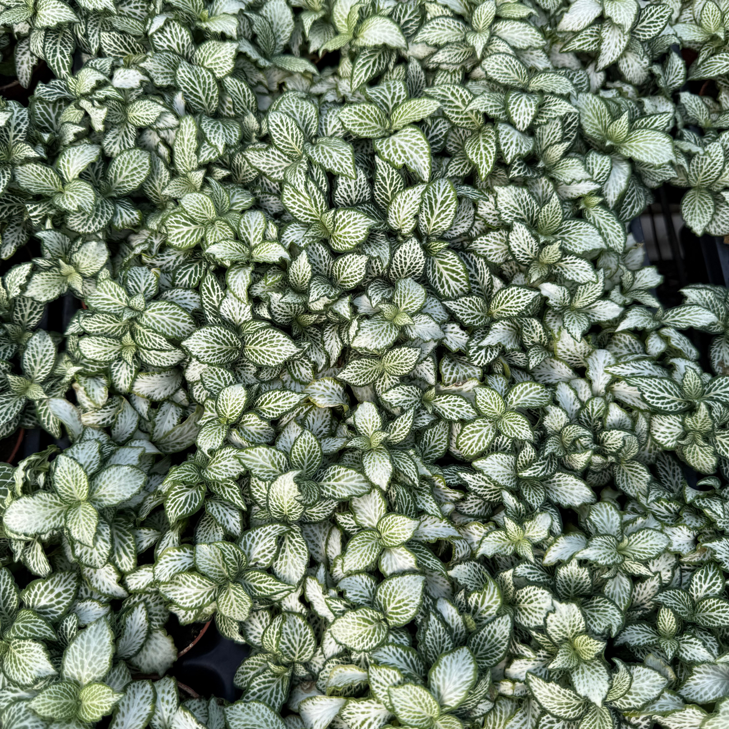 Fittonia verschaffeltii 'Lovers'