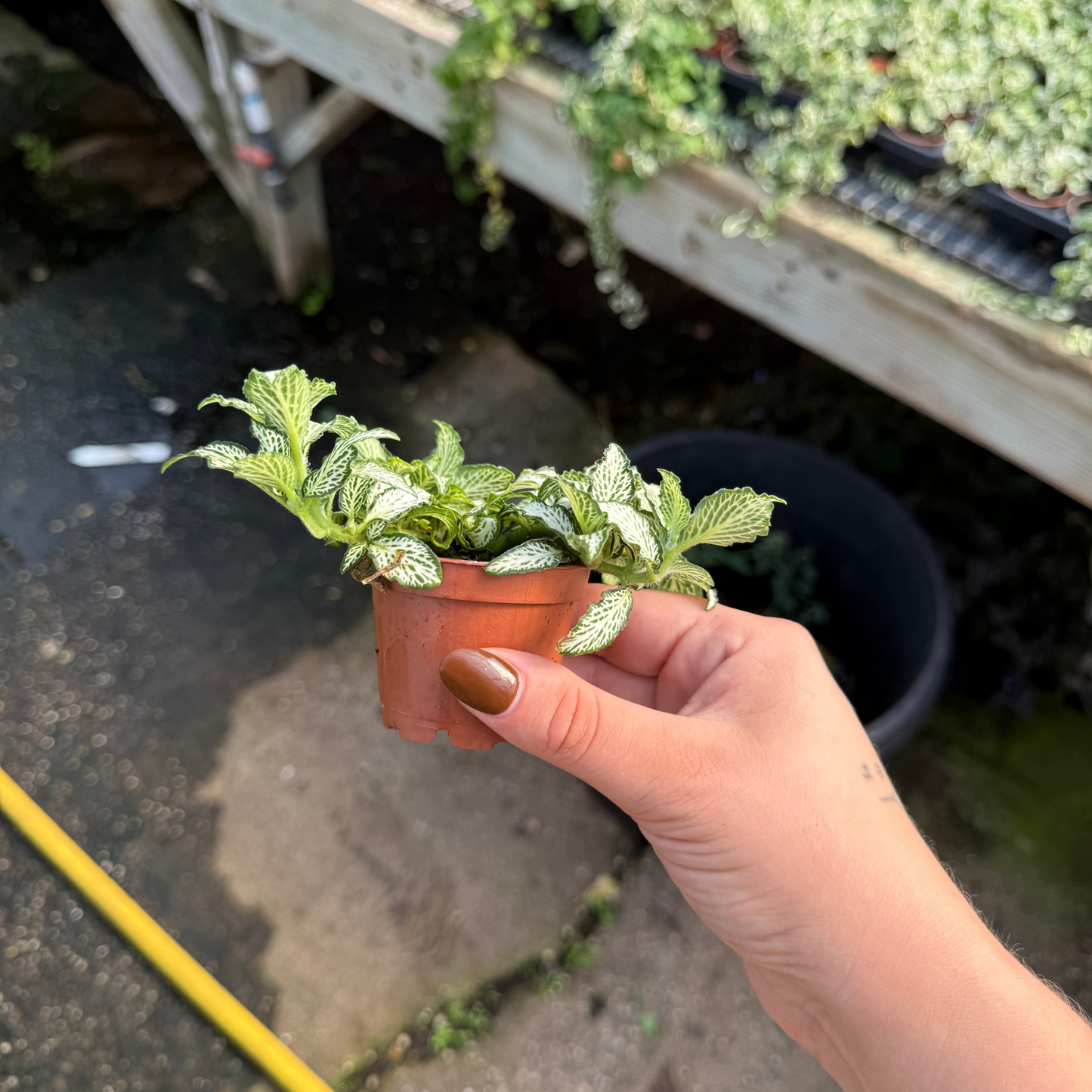 Fittonia verschaffeltii 'Lovers'