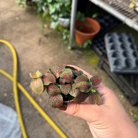Fittonia albivenis 'Red'