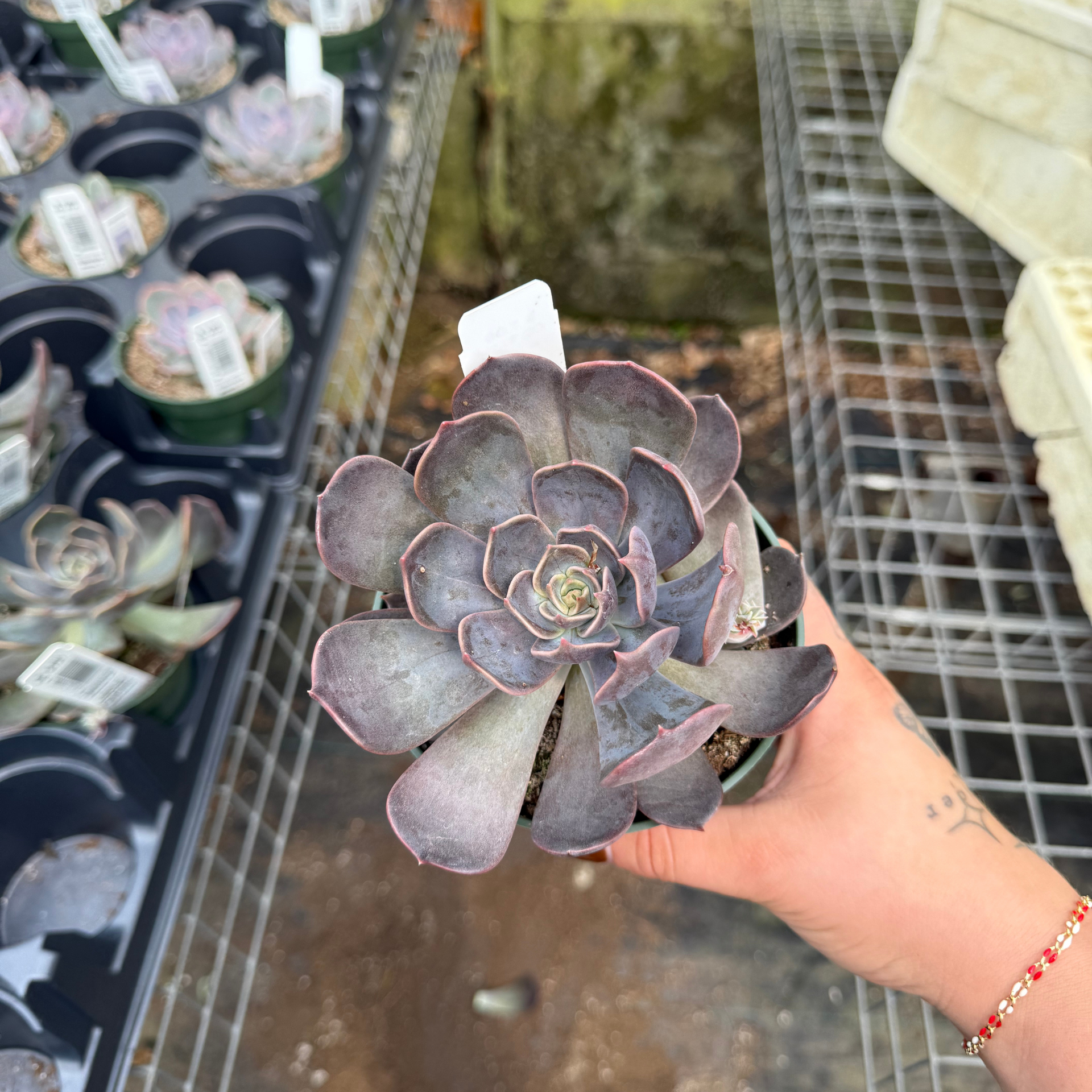 Echeveria 'Marrom' – Fantastic Gardens