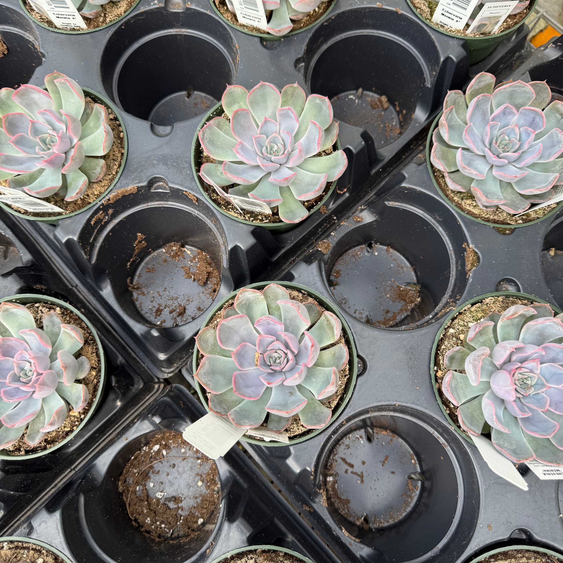 gray succulents Echeveria 'Menia' – Fantastic Gardens