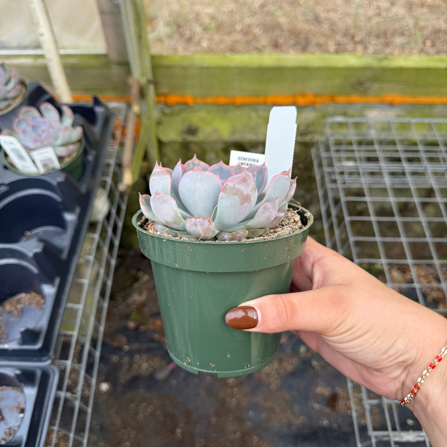 Echeveria 'Menia'