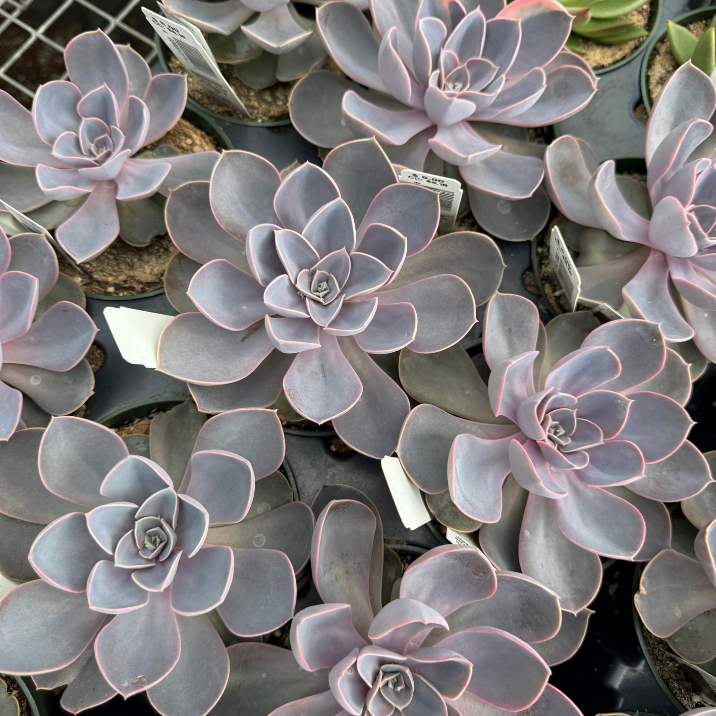 Echeveria 'Perle Von Nurnberg'