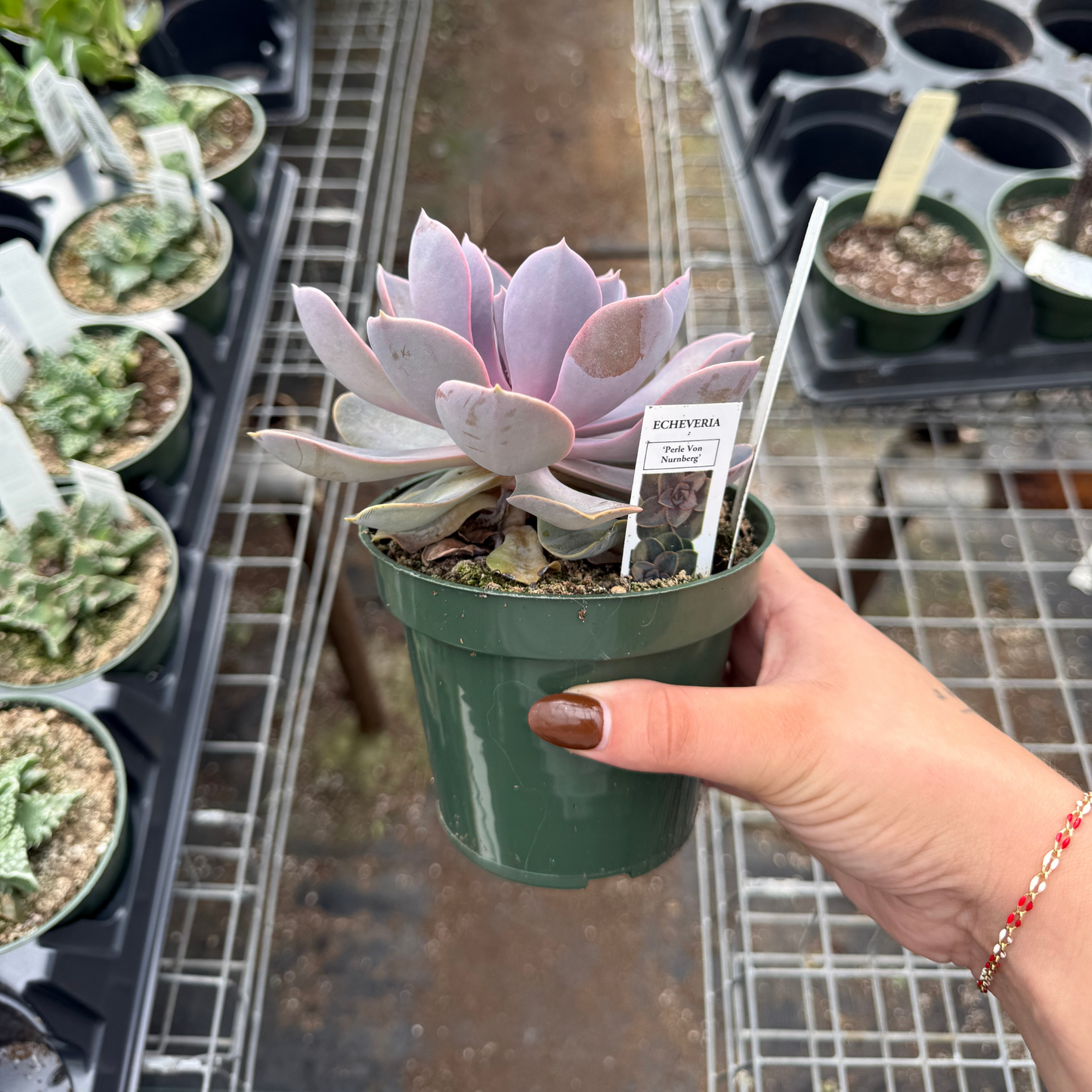 Echeveria 'Perle Von Nurnberg'