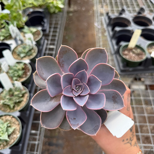 Echeveria 'Perle Von Nurnberg'