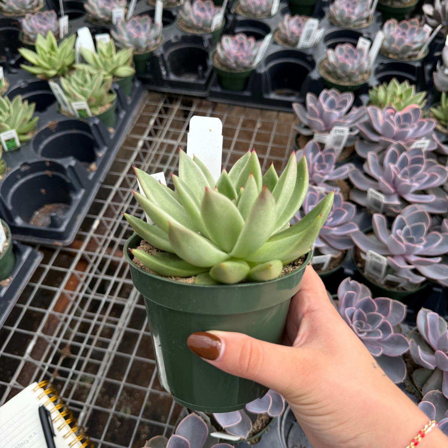 Echeveria agavoides 'New Miranda'