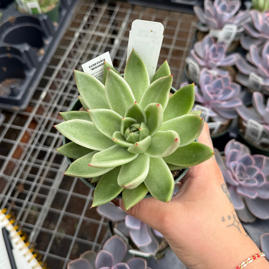 Echeveria agavoides 'New Miranda'