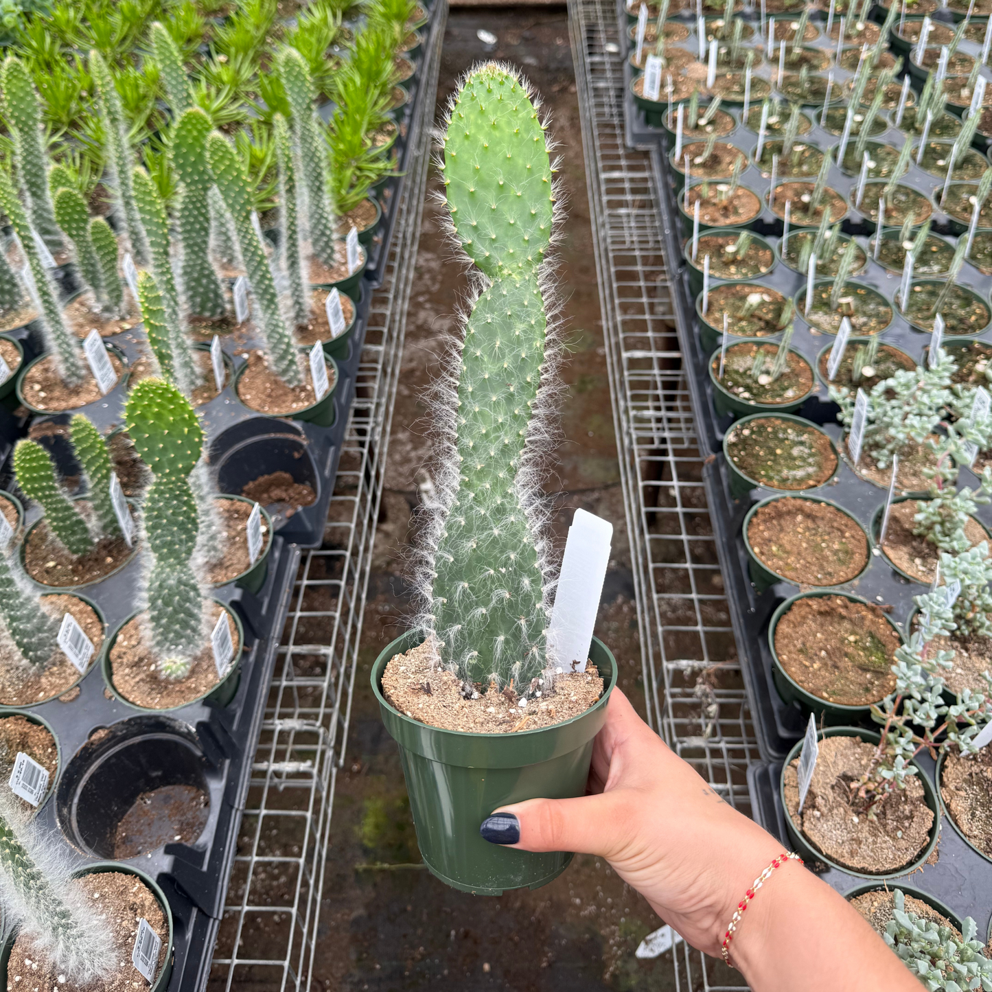Opuntia Old Man Cactus