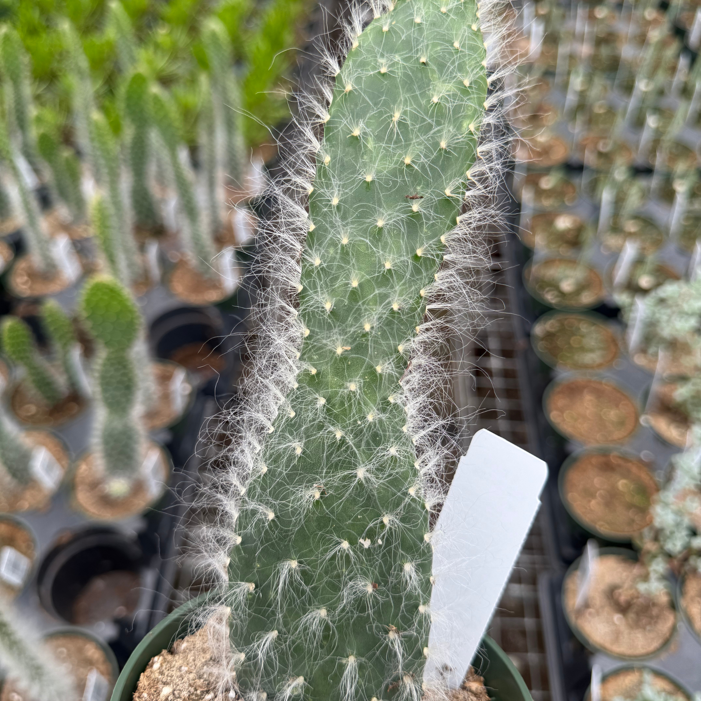 Opuntia Old Man Cactus