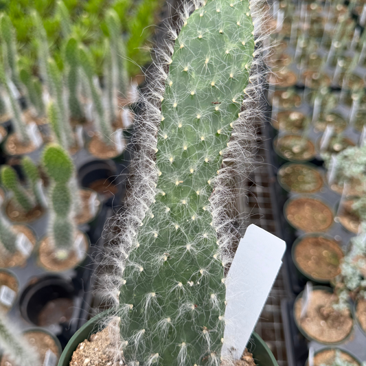 Opuntia Old Man Cactus