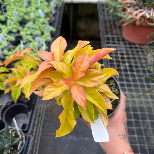 Pereskia aculeata variegata 'Godseffiana'