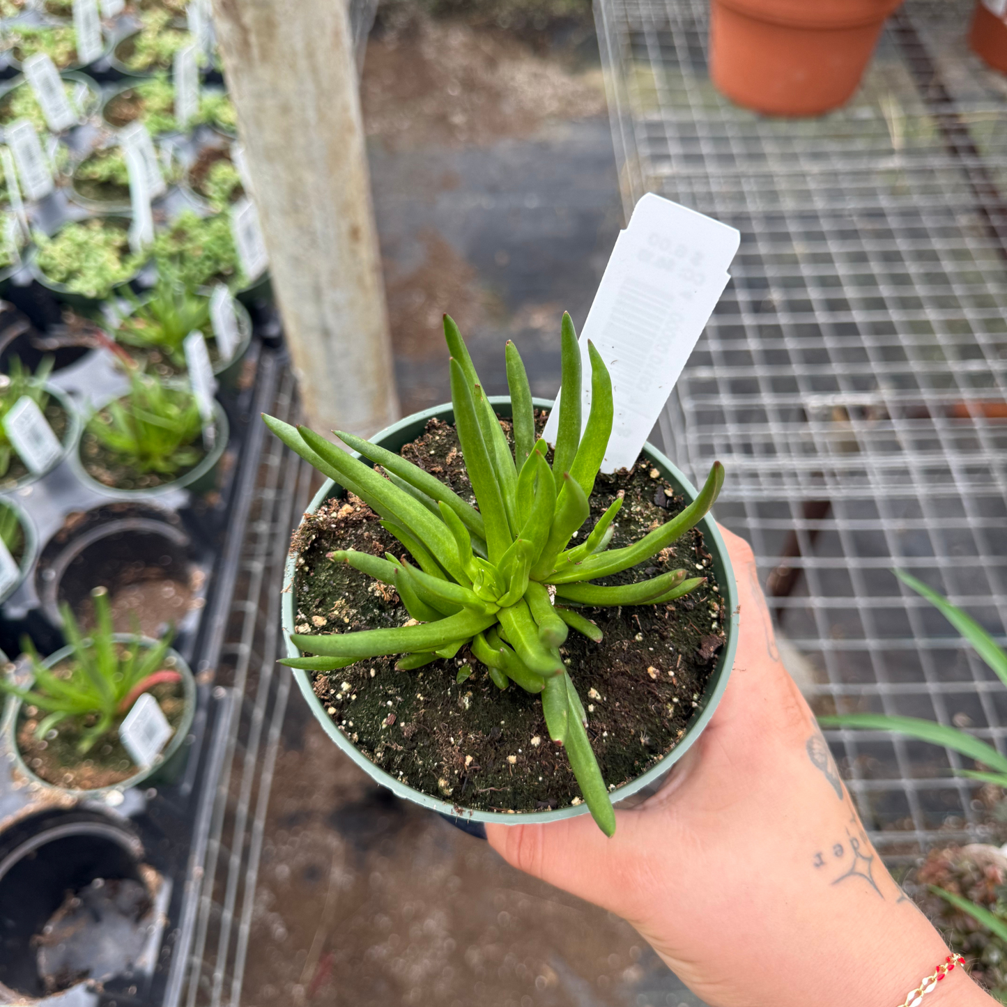 Crassula nudicaulis 'Devil's Horn'
