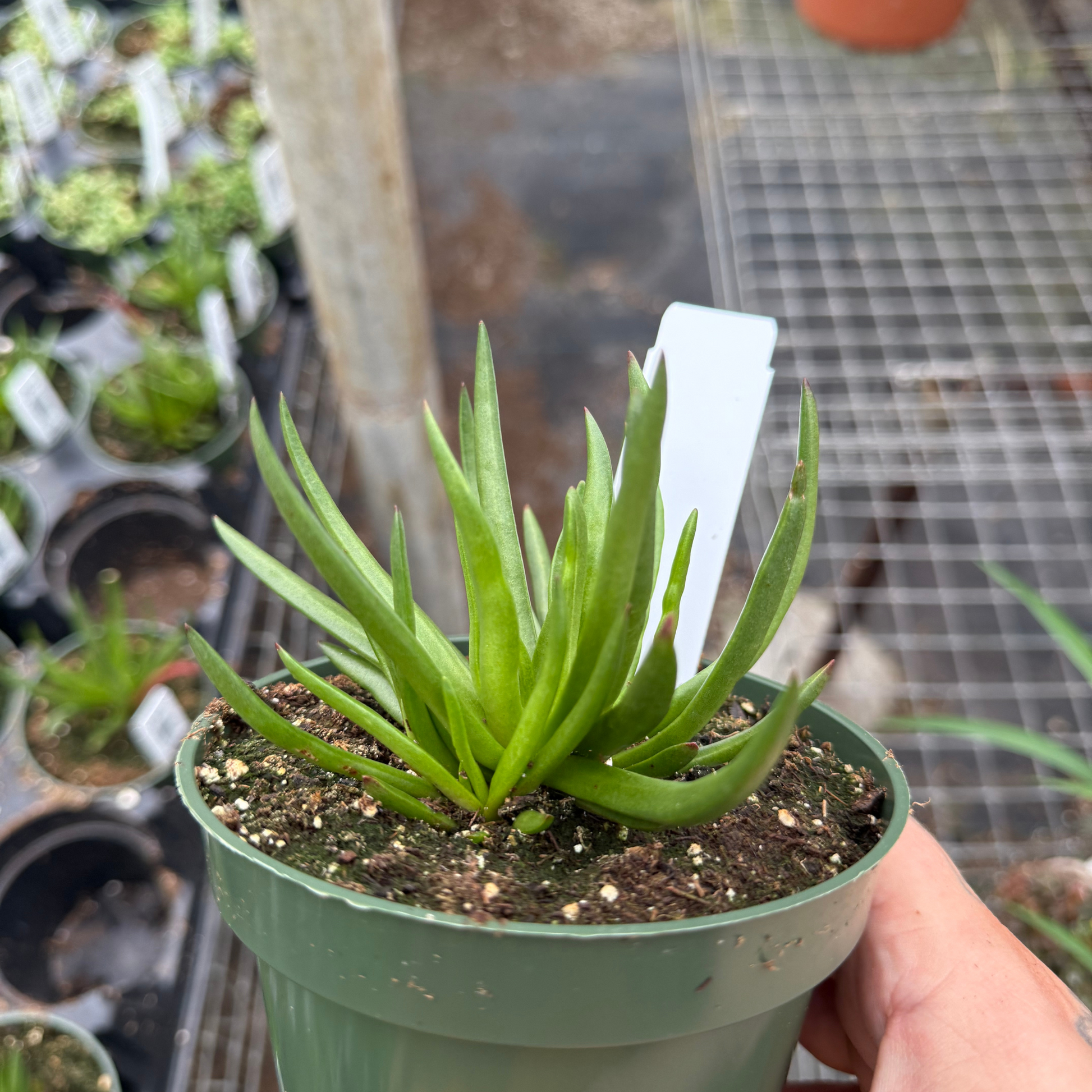 succulent with tubular leaves Crassula nudicaulis 'Devil's Horn'
