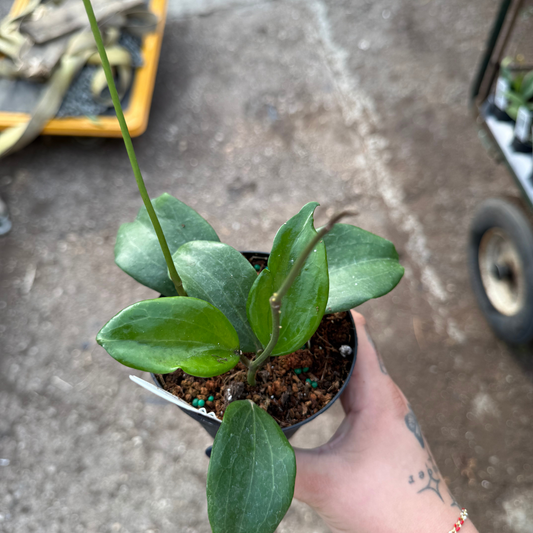 Hoya quinquenervia