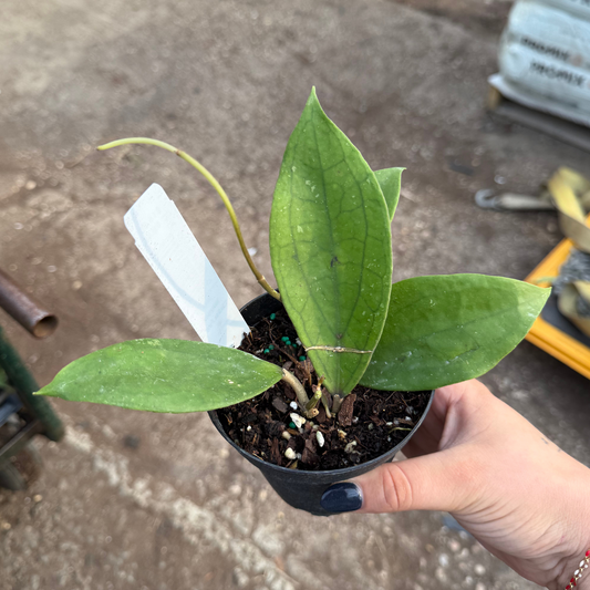 Hoya finlaysonii 'Chicken Farm'