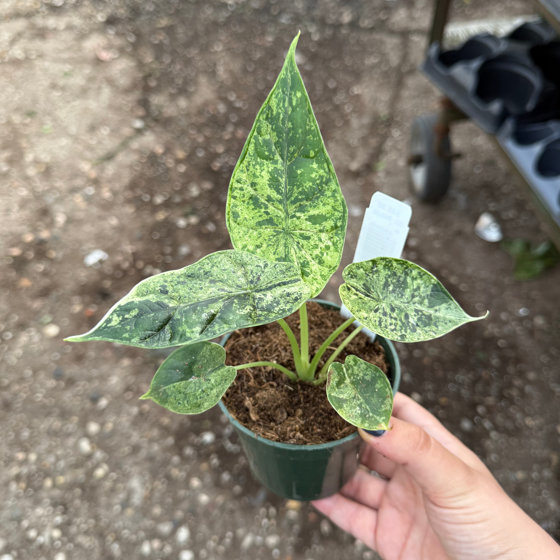 Alocasia Dragon Scale Mint Variegated – Fantastic Gardens Alocasia Dragon Scale Mint Variegated – Fantastic Gardens