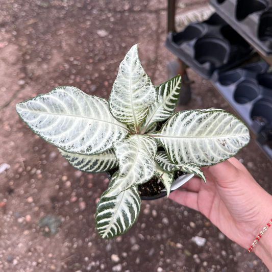 Aphelandra squarrosa 'Snow White'