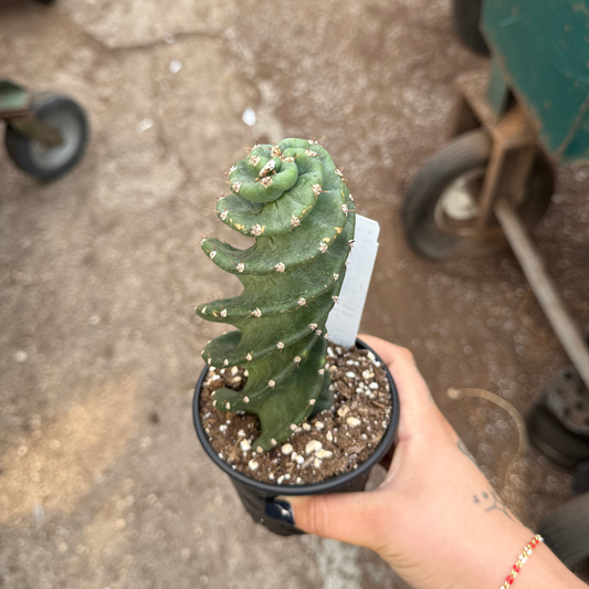 Cereus forbesii 'Spiralis Cactus'