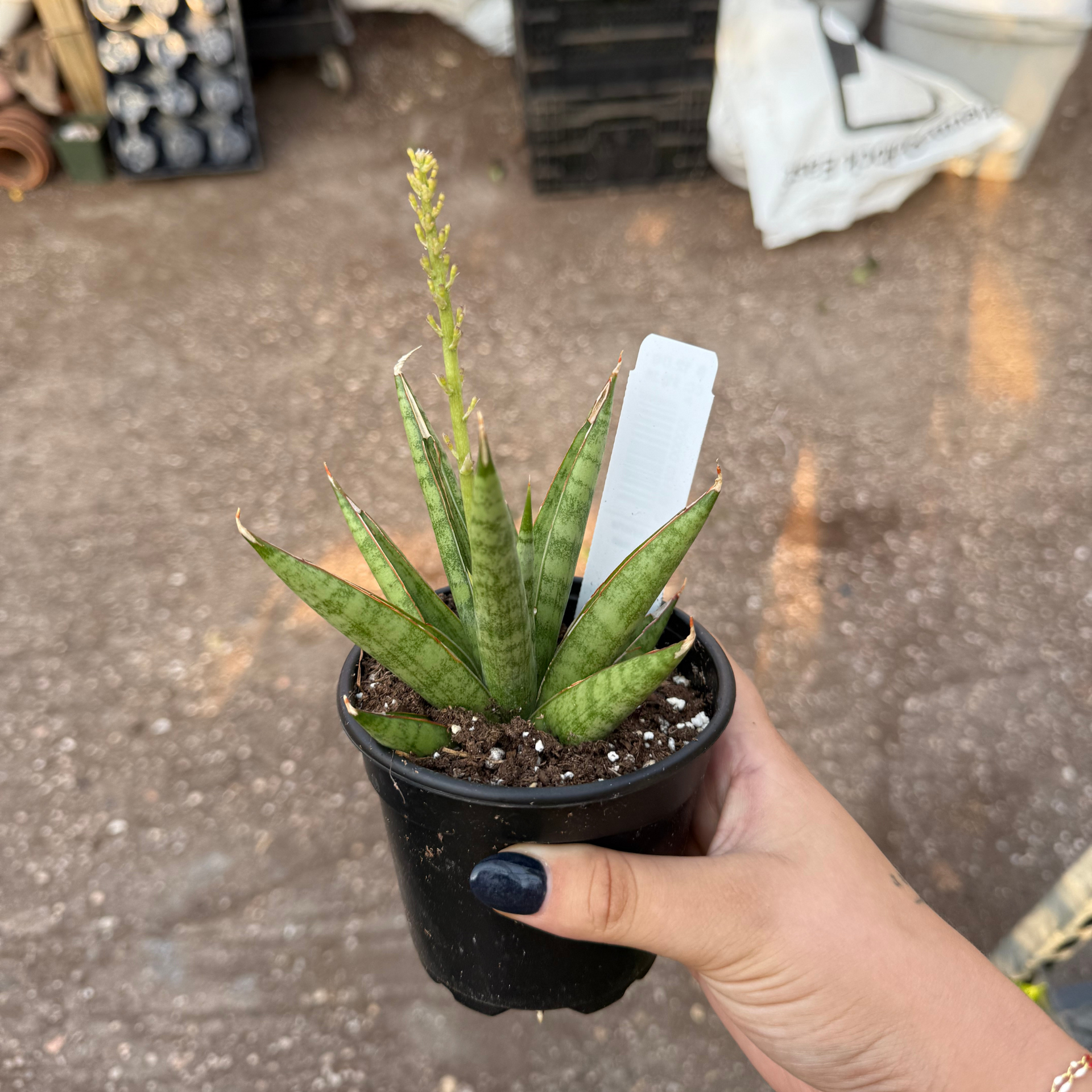 sansevieria rocket Sansevieria 'Rockman' – Fantastic Gardens