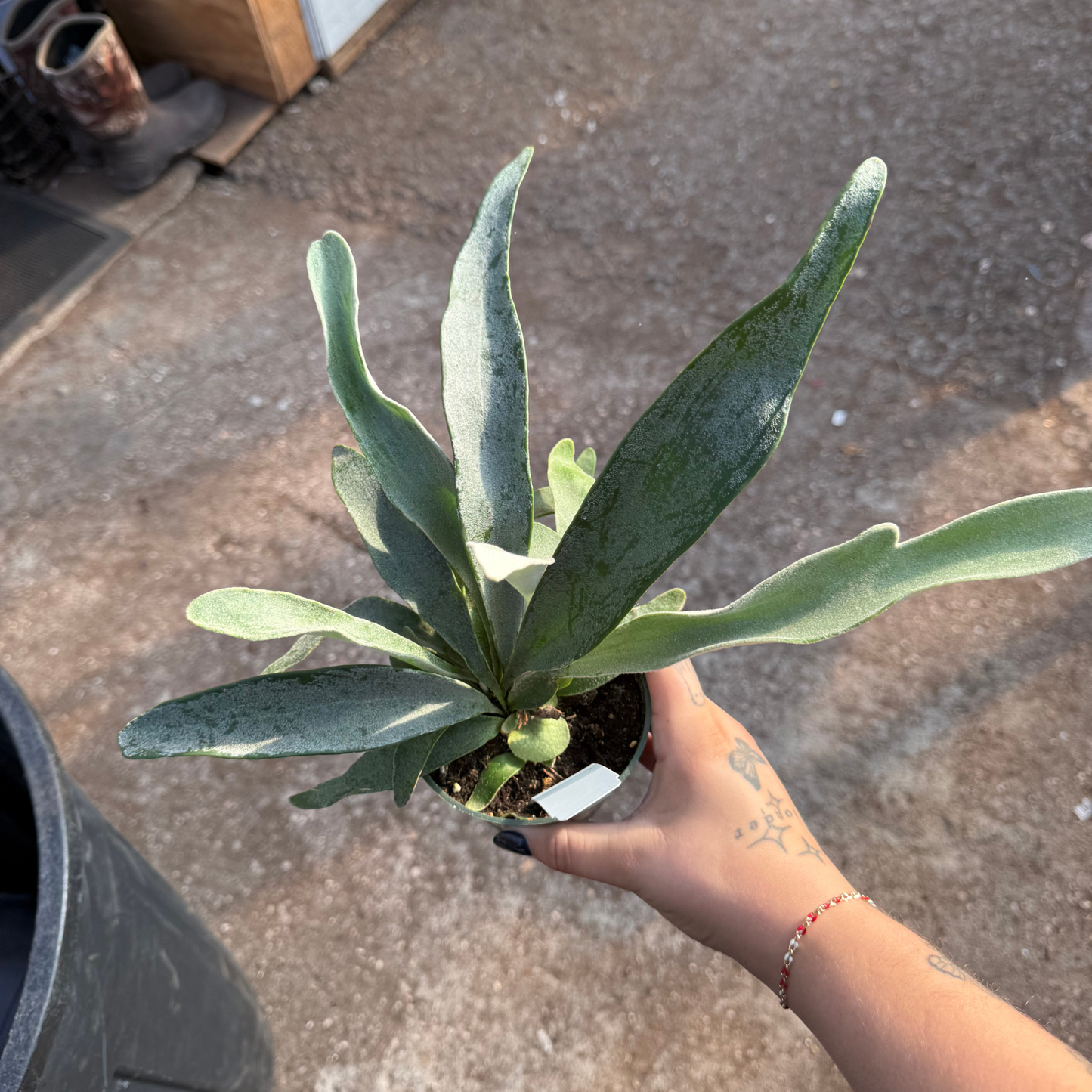 Silver Staghorn Fern