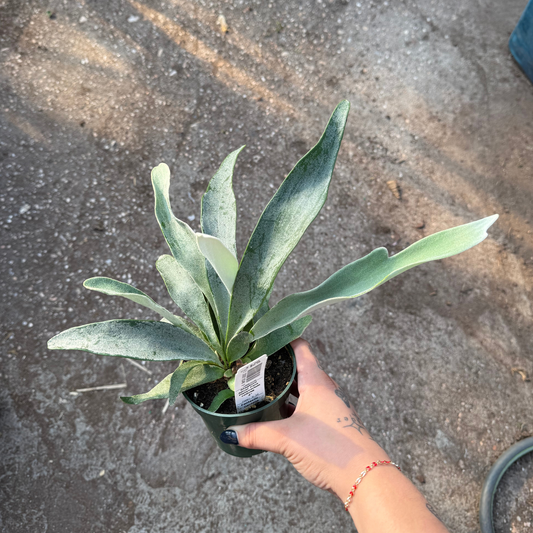 Silver Staghorn Fern