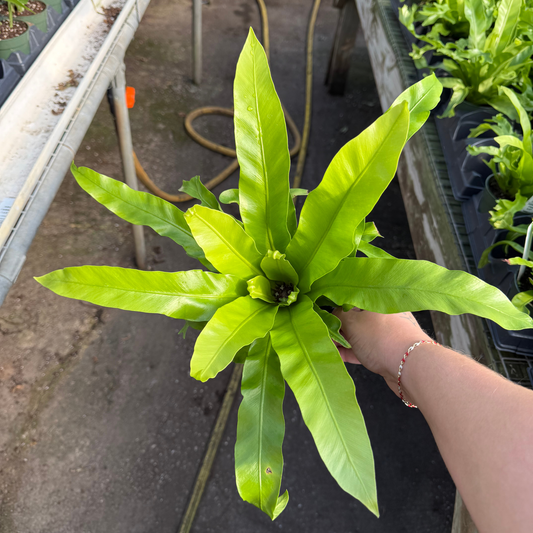 Japanese Bird Nest Fern