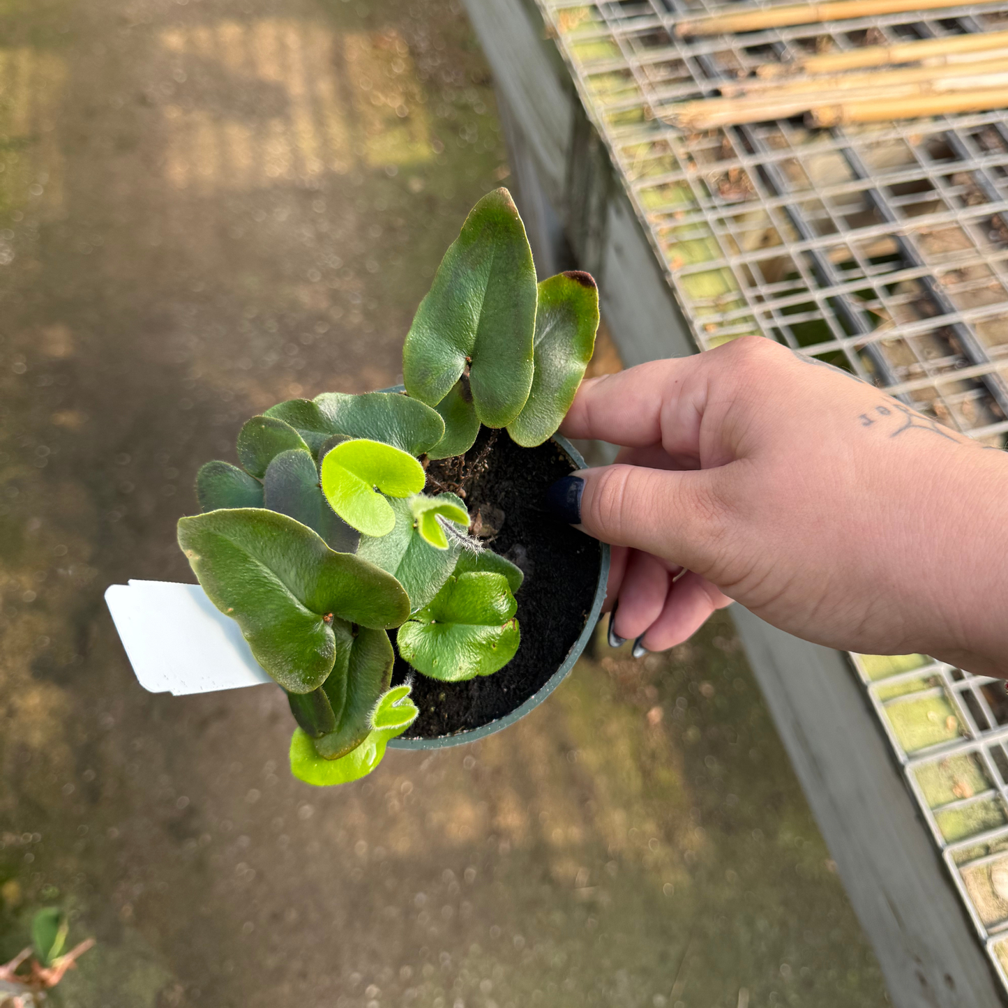 Heart Leaf Fern