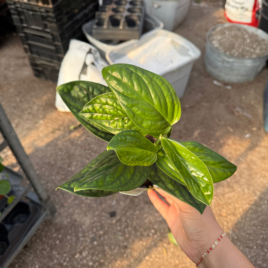 Monstera Peru