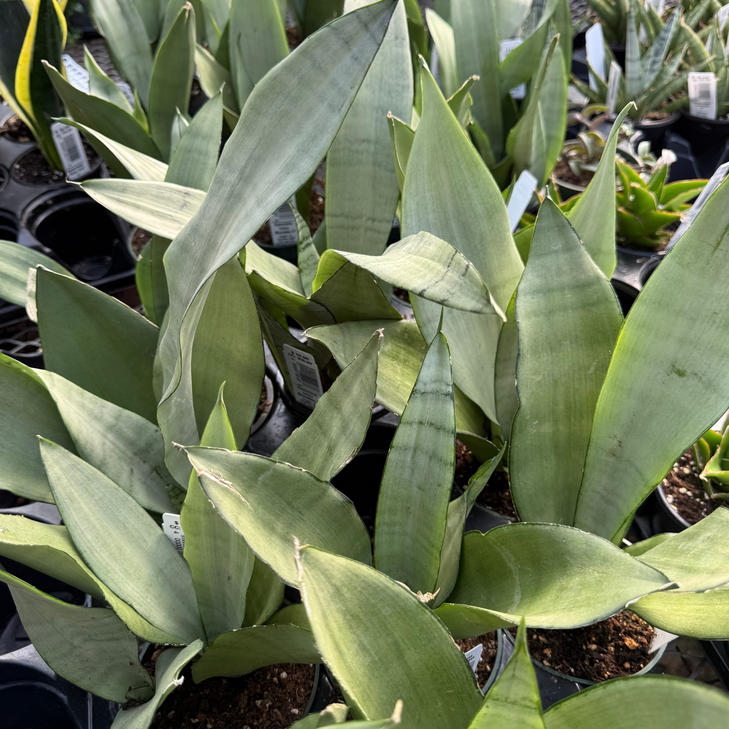 Sansevieria trifasciata 'Moonshine'
