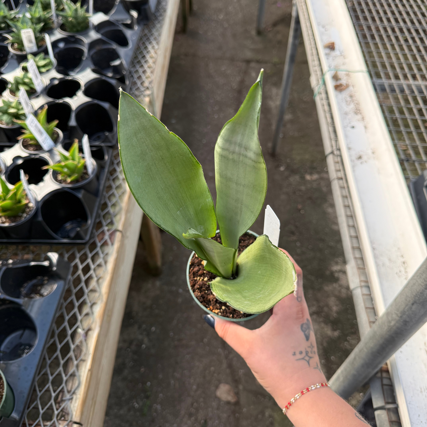 Sansevieria trifasciata 'Moonshine'