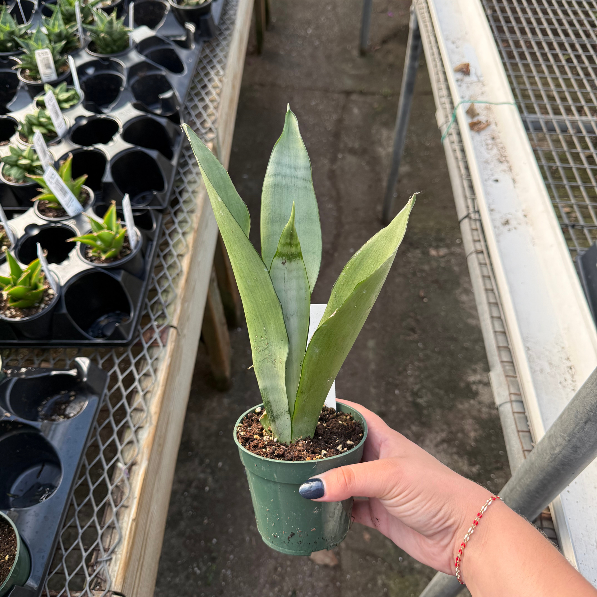 sansevieria trifasciata moonlight #0057 Sansevieria Moonlight
