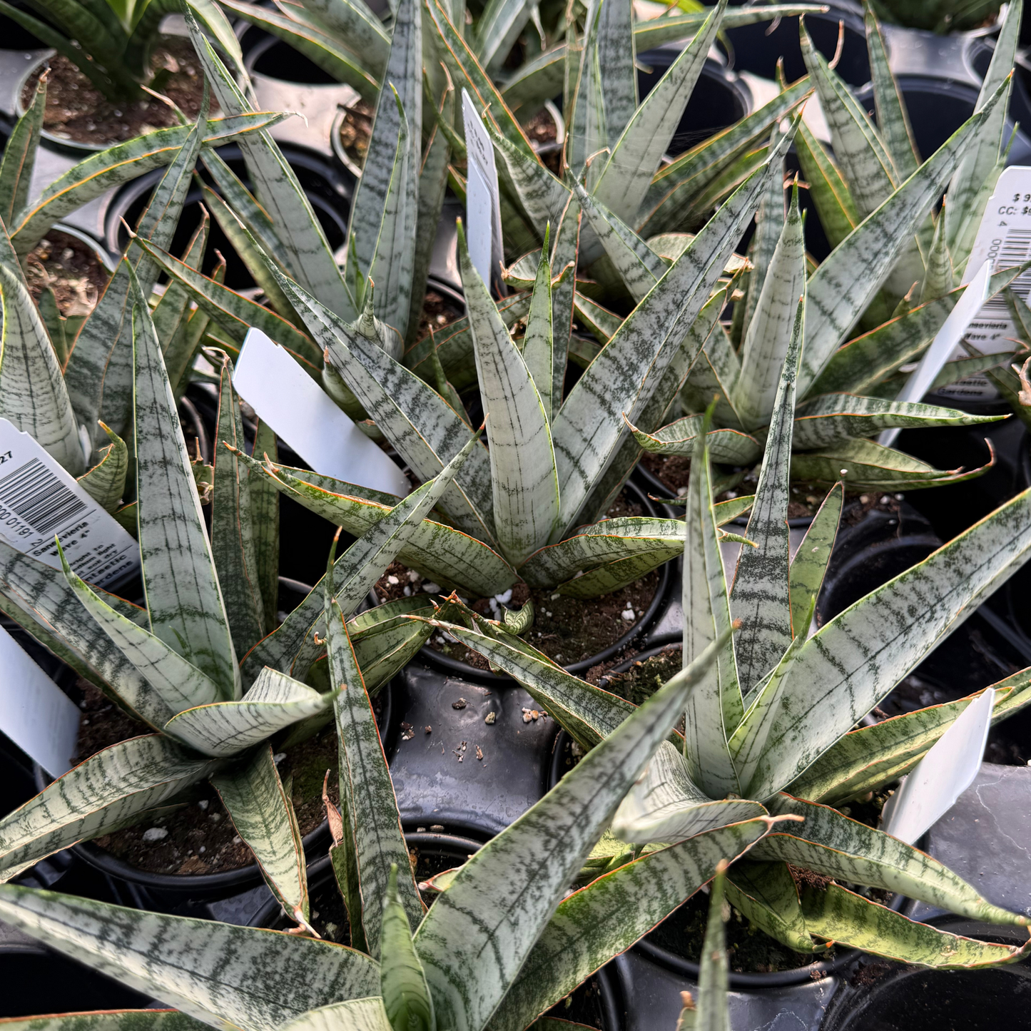 Sansevieria 'Silver Wave'