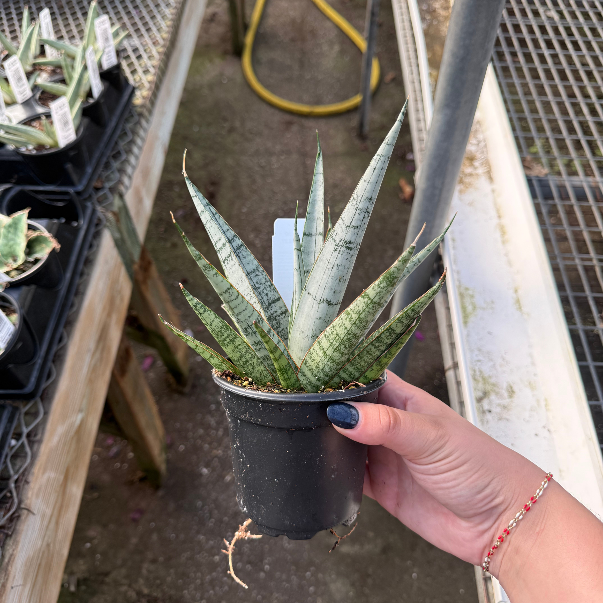 Sansevieria 'Silver Wave' – Fantastic Gardens