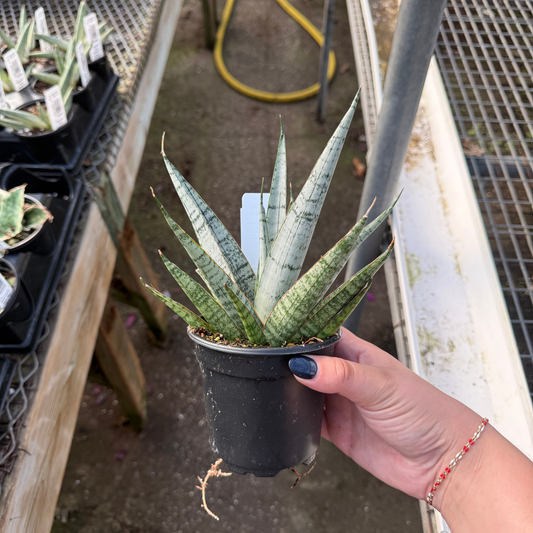 Sansevieria 'Silver Wave'