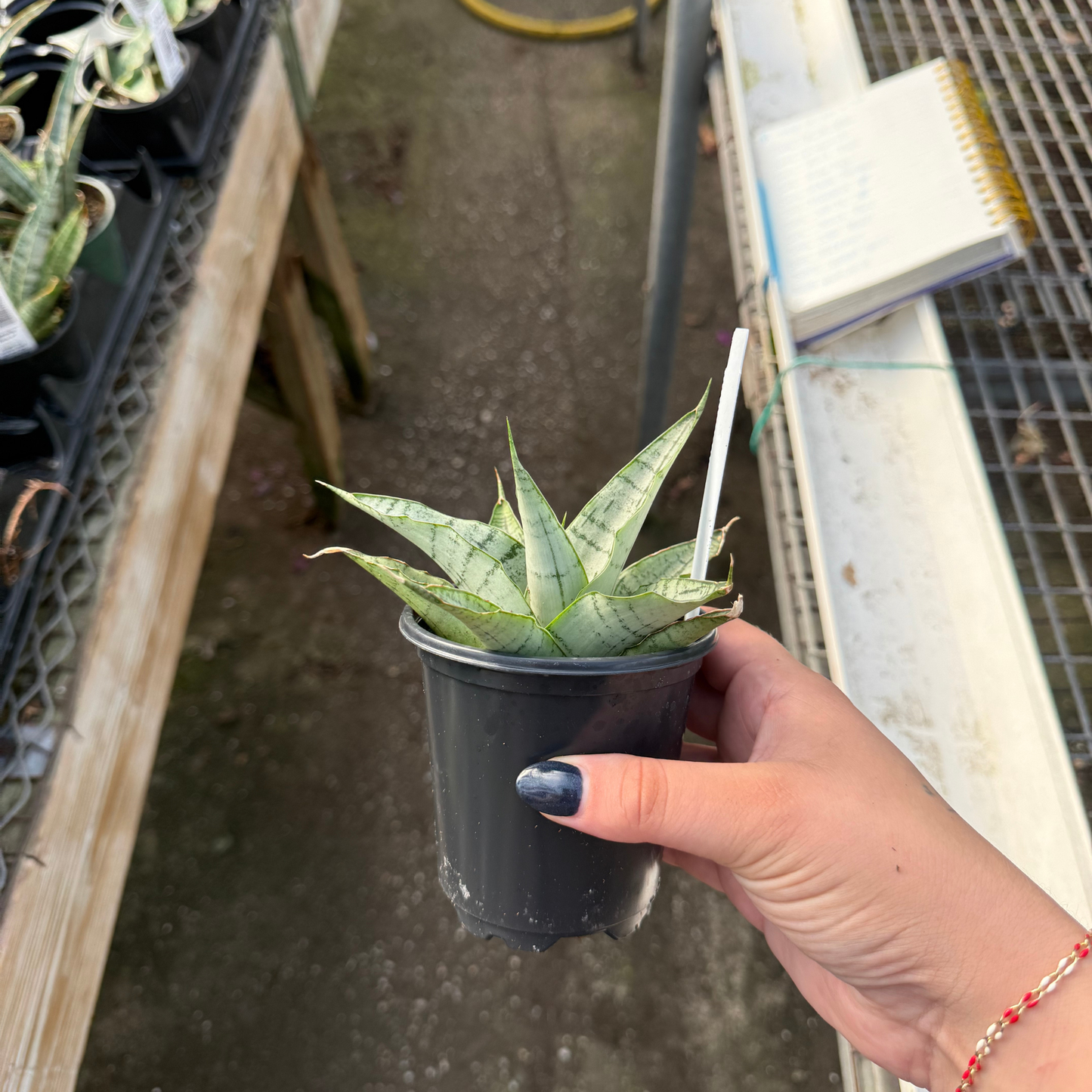 Sansevieria 'White'