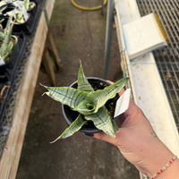 Sansevieria 'White' – Fantastic Gardens