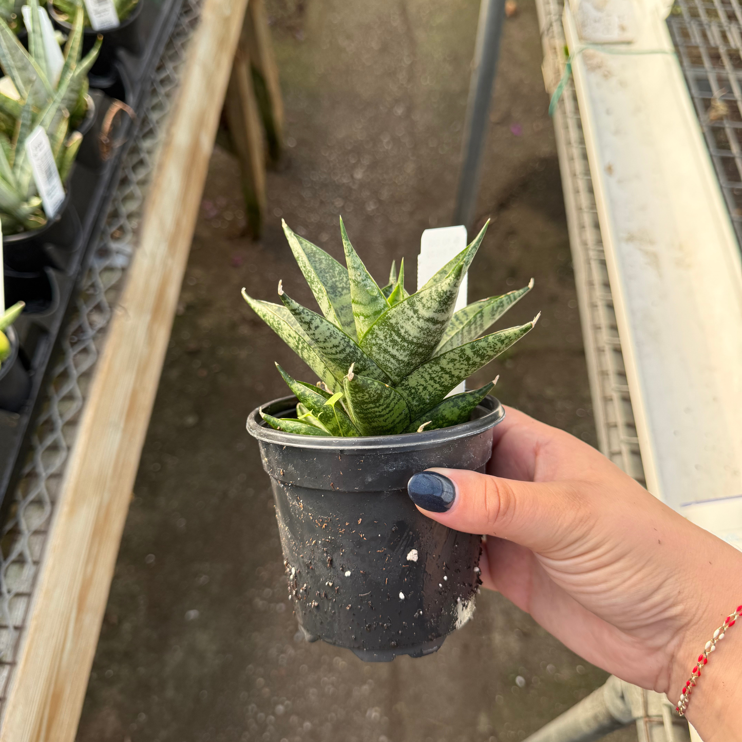 Sansevieria 'Pagodah Dark'