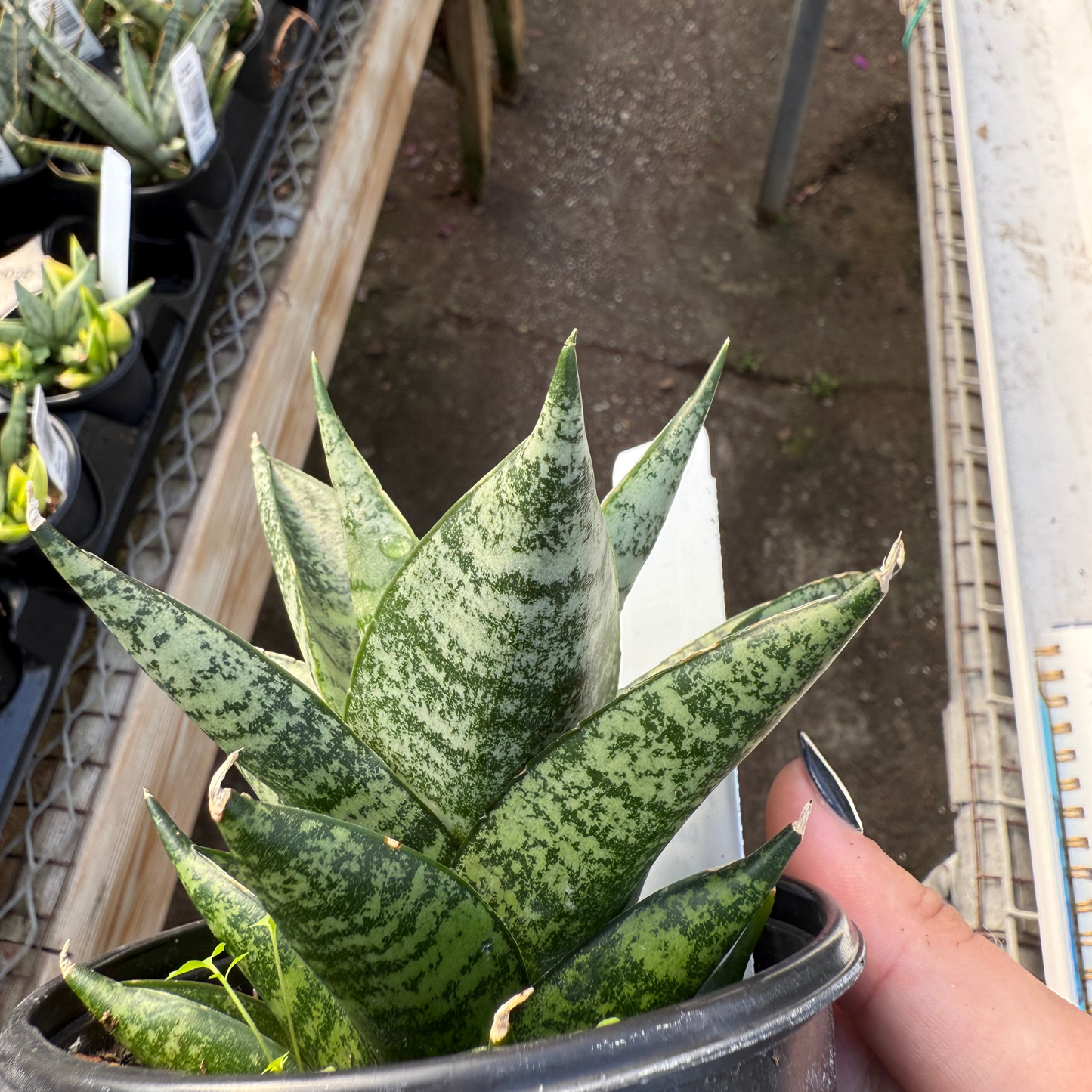 Sansevieria 'Pagodah Dark'