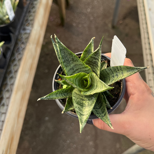 Sansevieria 'Pagodah Dark'