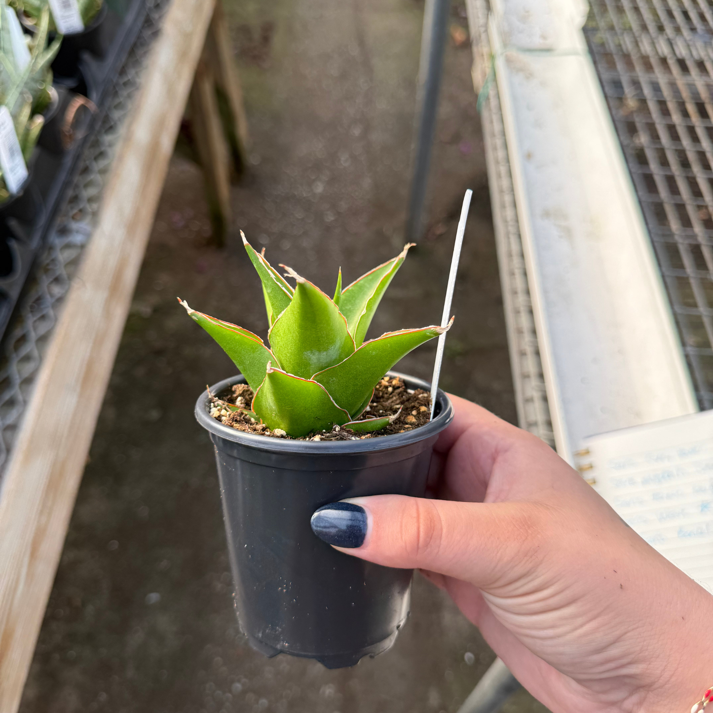 Sansevieria 'Grey Tower'