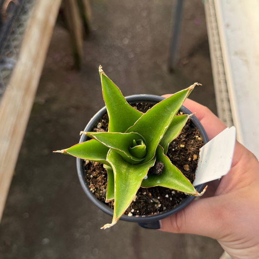 Sansevieria 'Grey Tower'