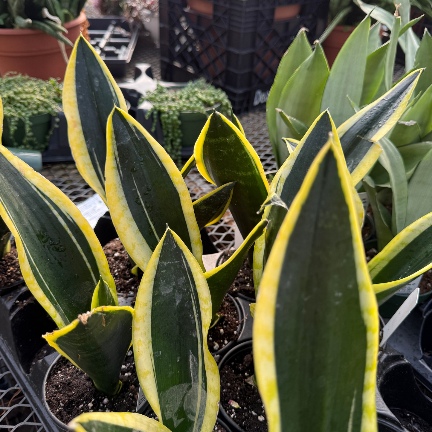 Sansevieria 'Black Gold'