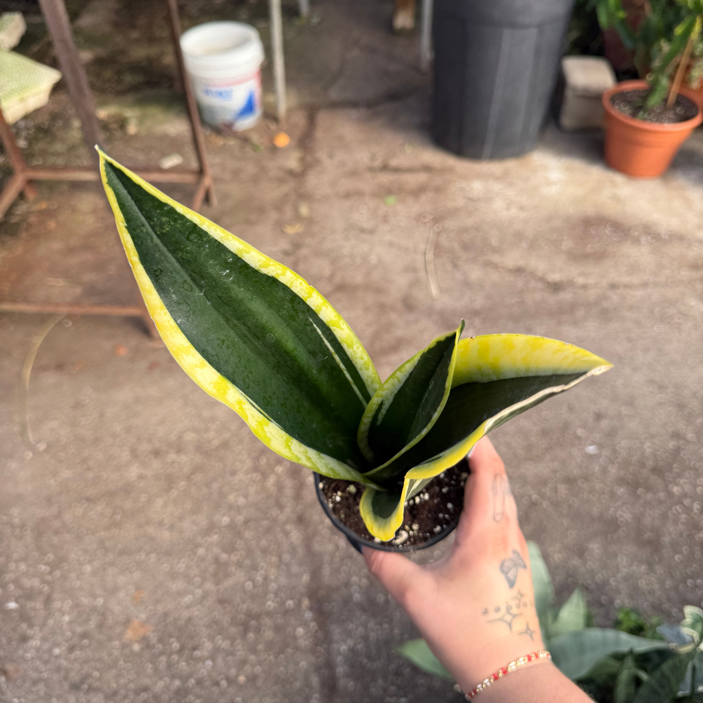 Sansevieria 'Black Gold'