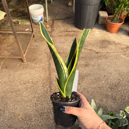 Sansevieria 'Black Gold'