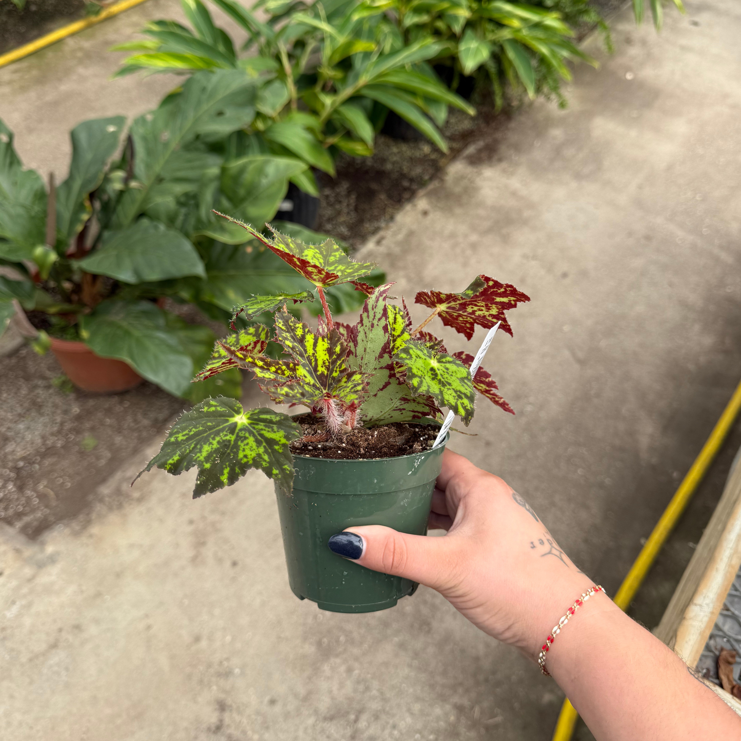 Begonia 'Geometry'