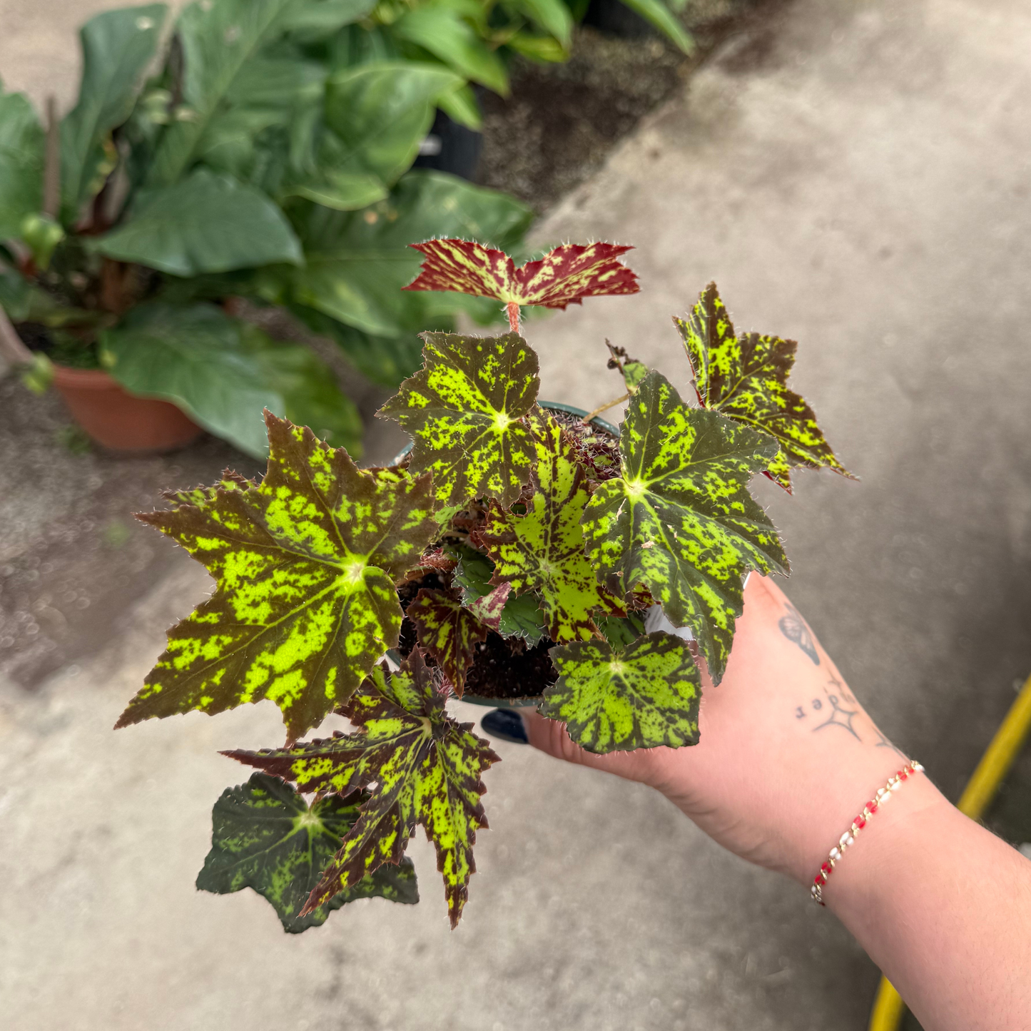 Begonia 'Geometry'