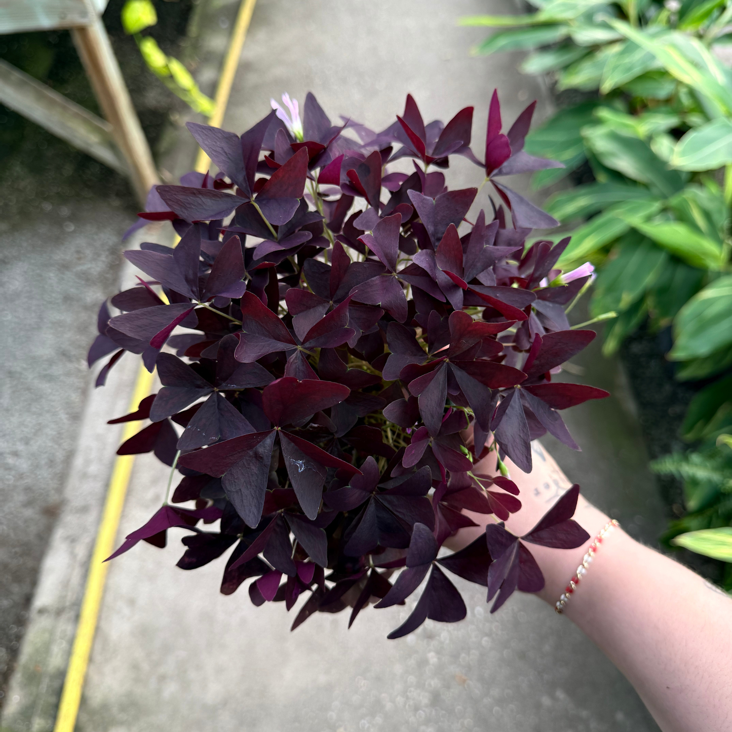 Oxalis triangularis 'Ebony Allure'